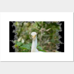 Cattle Egret Posters and Art